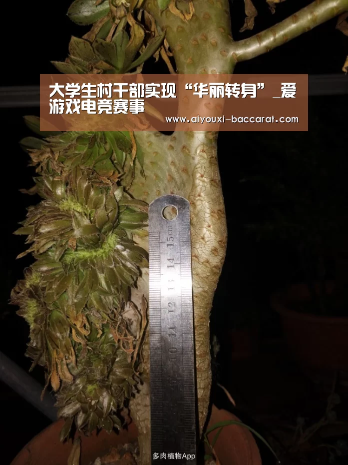 大学生村干部实现“华丽转身”_爱游戏电竞赛事(图3) 爱游戏电竞APP