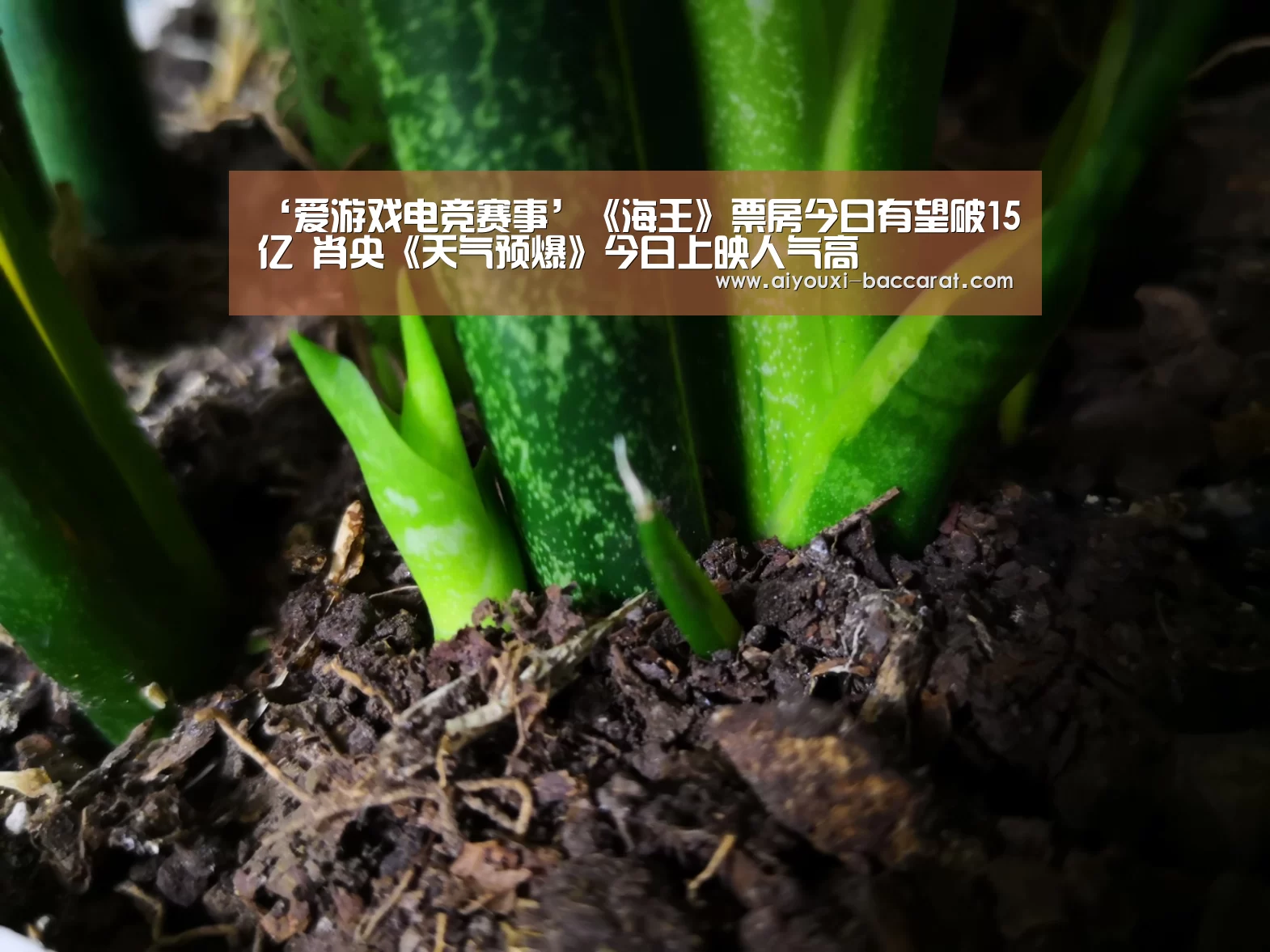 ‘爱游戏电竞赛事’《海王》票房今日有望破15亿 肖央《天气预爆》今日上映人气高(图2) 爱游戏电竞直播